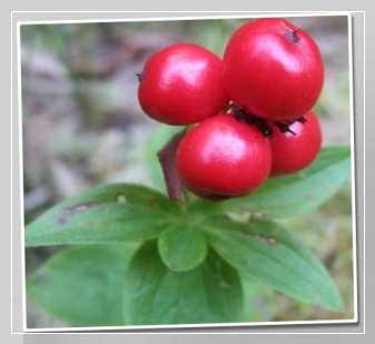 Cornus suecica